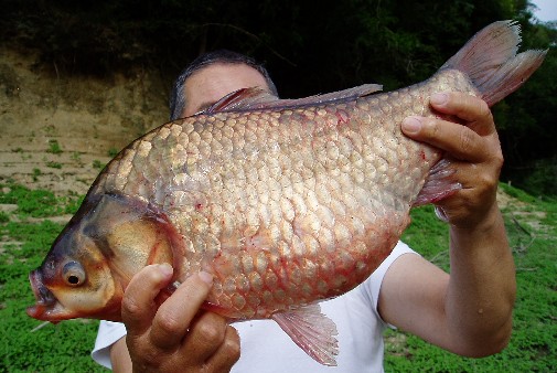 @50.5p
